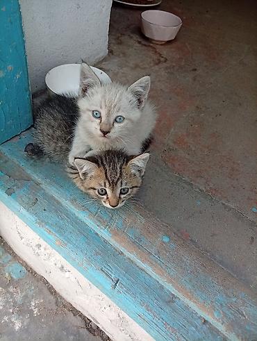Животные: Котята - Пушистые малыши с разной окраской: один кремово-серый с — 1