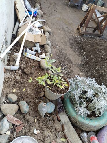 Uzunmüddətli kirayə evlər: 32 kv. m, 2 otaqlı, Qaz, İnternet, Artezian quyusu — 3