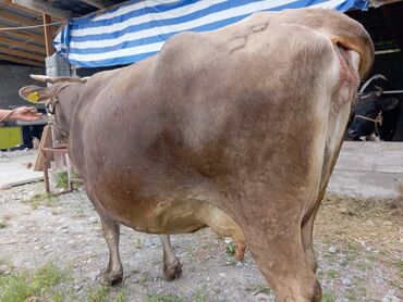 узи для животных: Продаю | Корова (самка) | Алатауская, Швицкая | Для молока | Стельные