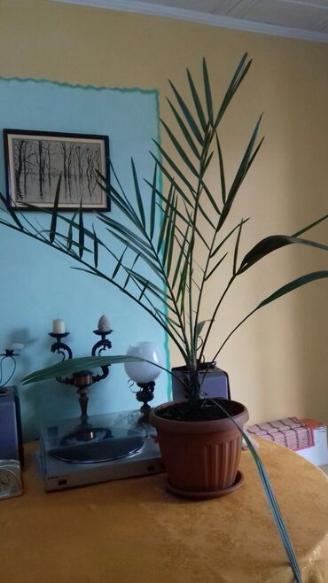финиковые пальмы: Пальма финиковая 120см высота