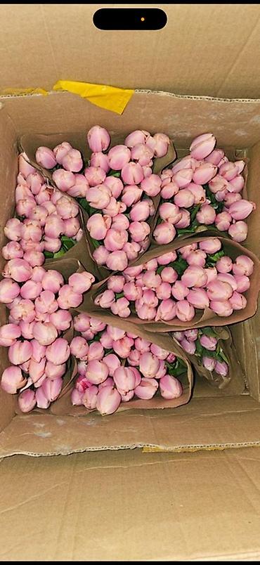 Букеты из живых цветов: Тюльпаны Голландские от 85с ОПТОМ (Район ж/м Кок Жара) ул — 18
