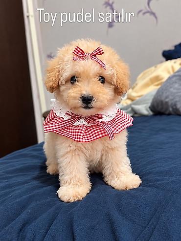 xasqi satisi: Toy pudel satılır - Cins: Toy Poodle peyvendı vurulub Qurt dermanı — 1
