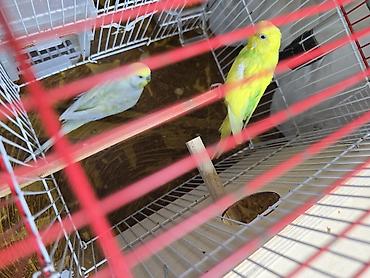 bulbul quşu satışı: Salam ər və arvad yumurtalarıda var. 65 manatdan 45 manata endirim — 8