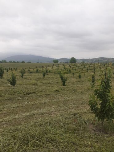 Landşaft işləri: Kupcalı 41 sot torpaq 20 sotda satilir — 26