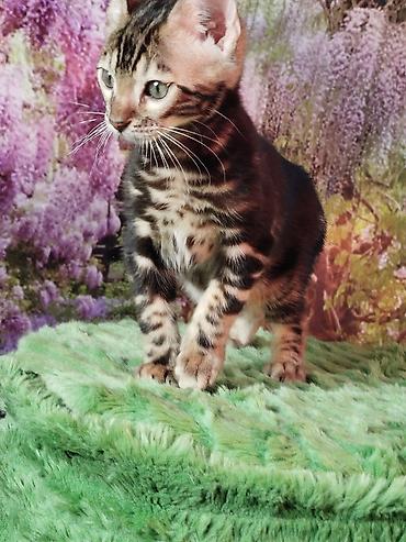 Продажа кошек: Бенгальская, 2 месяца, Мальчик, Черный, Приучена к лотку, Проглистована, С документами — 12