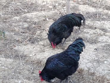 Xoruzlar: ROD İSLAND ve AVSTRALOP. cavan xoruzlar.sarilir.ve öz cinsi ferelerlə — 10