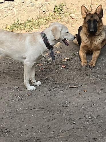 Продажа собак: 🐕 ДРЕССИРОВКА СОБАК | ПЕРЕДЕРЖКА + ОБУЧЕНИЕ 🐾 Опыт работы с собаками — 25