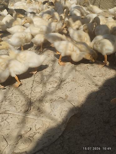 ördək balası və cücə: Ağ rəngli ördək balaları - Növ: yerli ağ ördək balaları (pekin tipinə — 3