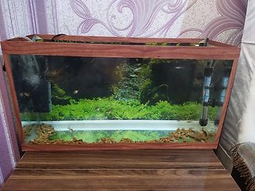 akvarium zavod istehsali: Akvarium, aksesuarlari ve növbənöv balıqlar,50 eded alana 1 m-dan — 2