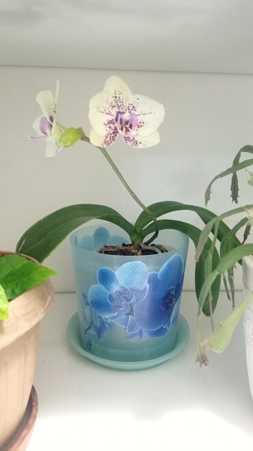 горшок для орхидеи: Поодаю орхидею. Цена 900 сом
