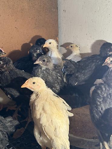 Птицы: Продаю цыплят — 12