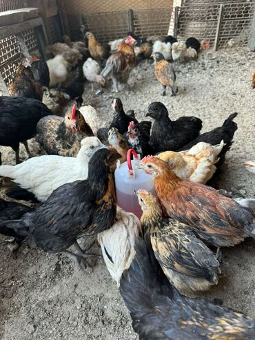 цыплята продаю: Сатам | Балапандар | Көбөйтүү үчүн