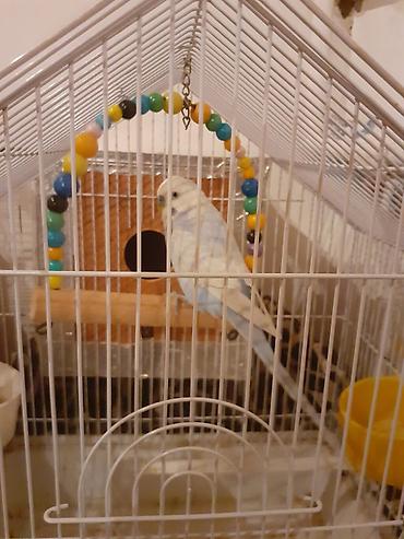 ev heyvanlarının satışı: Salam 1 eded dişi 1 eded erkey pabuqay satılır. Ana papuqayin — 2