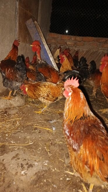 Xoruzlar: Məhsul: Yerli xoruz sürüsü Təsvir: - Şəkillərdə müxtəlif rəng və — 9