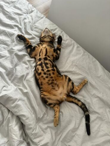 американский вислоухий кот: БЕНГАЛЬСКИЙ кот😻Bengal, мальчик, с прививками, добрый, ласковый