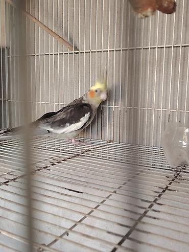 sultan quşu qiymeti: Sultan tutuquşusu (cockatiel) təqdim olunur. Quşun baş hissəsində sarı — 1