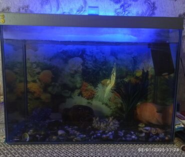 balıq akvaryumu: Dördbucaq akvarium, Balıqlarla birlikdə, 100 l, Ünvandan götürmə