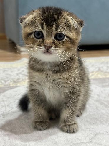 Pişiklər: Şotland yastı qulaq — 28