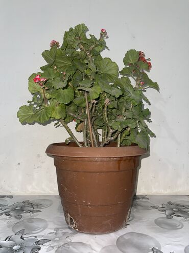 Otaq bitkiləri: Dibçək gülləri Çoxlu növdə dipcək gülləri var. Çatdırılma var — 15