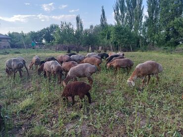 арашан кочкор сатылат: Продам маток переярок на выбор