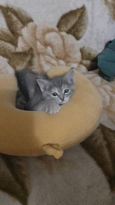 рыжие котята: Отдам котят в добрые руки Обычные котята 2 серые девочки 2 Дымчатых — 2