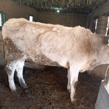 Коровы, быки: Продаю | Корова (самка) | Для молока | Привязанные — 6