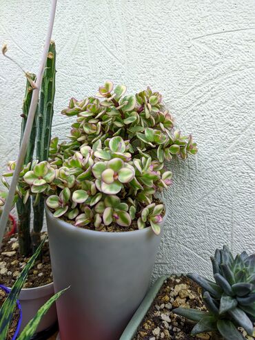 Otaq bitkiləri: Sukkulentlər. Sağlam və dözümlü bitkilərdi. Uzun müddət susuz qala — 26