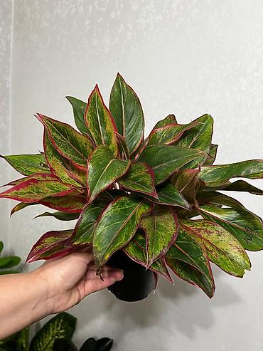 Женское счастье (Спатифиллюм): Комнатные растения — декоративнолистные сорта 1) Спатифиллум (на фото — 4