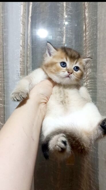 Pişiklər: Britan -da lalafo.az — 14 Pişiklər: Britan — 14