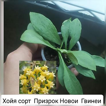 Другие комнатные растения: Продаю цветы — 10