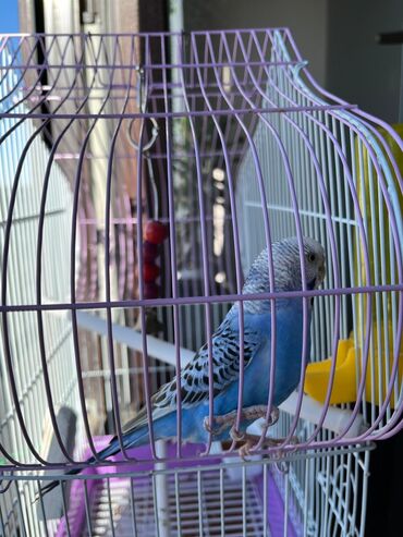 клетка для 2 волнистых попугаев: Продам Волнистого попугая отдам вместе с клеткой и кормом