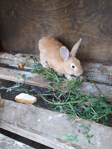 Dovşanlar: Tam saglam dovwanlardir.her qiymete dovwan olur.balalar 5 manatdan — 3