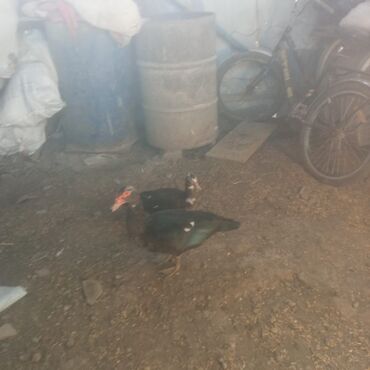 значок хары бюльбюль купить: Другие птицы