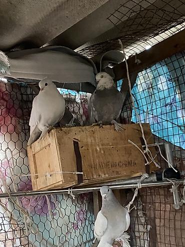 Другое мясо птицы: Домашние голуби декоративных пород. Особенности: - Пушистые оперённые — 2