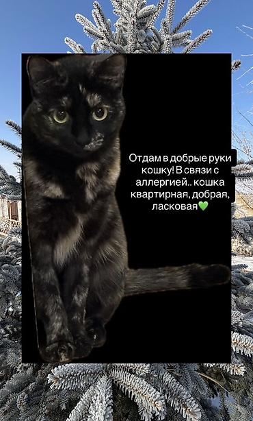 Отдам даром кошку: Кошка даром: Беспородная, 2 года, Девочка, Приучена к лотку, Проглистована — 1