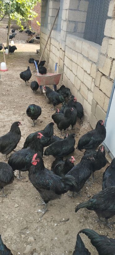 əbabil quşu: Avstralop xoruzlar satılır az sayda var
