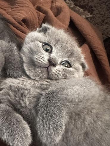 котята вислоухие бесплатно: Скотиш Страйт (Шотландская прямоухая), 2 месяца, Девочка, Серебристая шиншилла, Приучена к лотку — 2