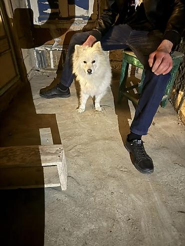 bu iti: Samoyed — 1