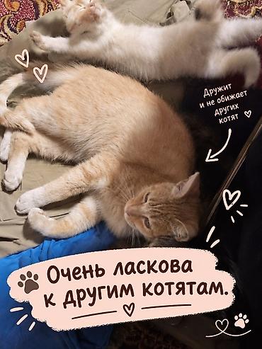 Продажа кошек: Мейн-кун, 1 год, Девочка, Рыжий, Метис — 2
