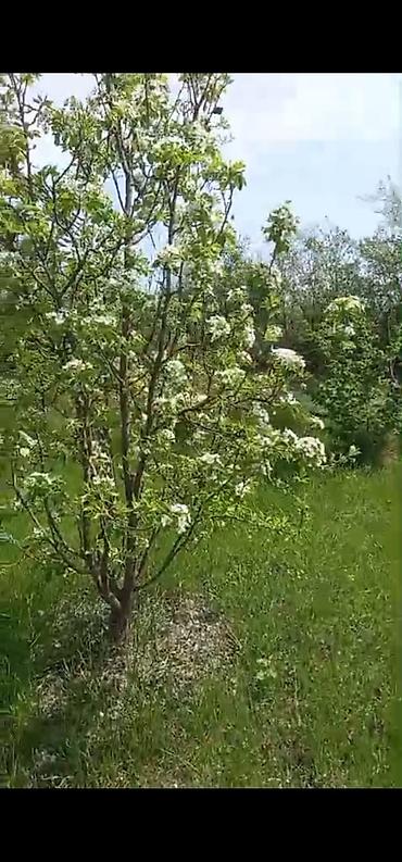 astara ev kiraye: 8 sot, Tikinti, Mülkiyyətçi, Kupça (Çıxarış) — 6