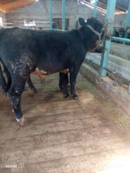 купить немецкую овчарку в бишкеке: Продаю | Бык (самец), Музоо, торпок | Бельгийская | На откорм, Для разведения | Искусственник