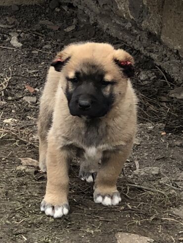 İtlər: Qurdbasar, 1 ay, Erkek — 7