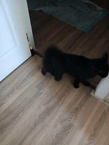 Pişiklər: Yaxşı əllərə — 3