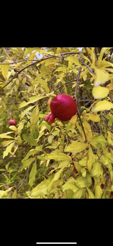 Günlük kirayə evlər: 300 kv. m, 8 otaq, Qaz — 32