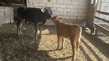 Коровы, быки: Продаю | Бык (самец) | Швицкая | На откорм — 2