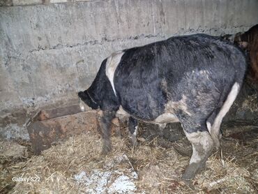 Dana, buzov: Satlıq: qaramal – erkək buzov/ dana - Növ: ətlik istiqamətli qarışıq — 2