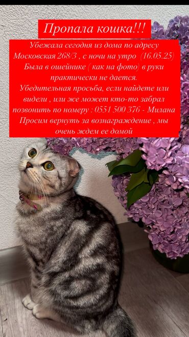 ориентальная длинношерстная кошка: Жоголгон : Скотиш Фолд (Шотландиялык шалпаң кулак), Ургаачы