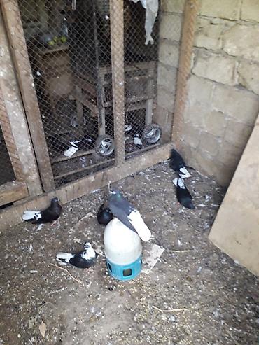goyercin sekilleri: Qara aqquyryqdu saqlam heyvanlardi.Mastaqadadi.cutu 10 manat — 3