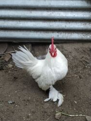 Коровы, быки: Курица, Для разведения, Самовывоз