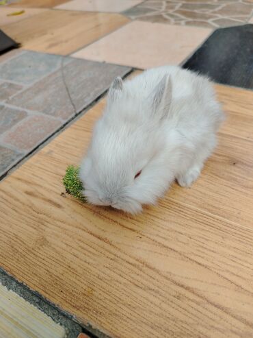 Gəmiricilər: Dekorativ karlik dovşanlar.1 aylıq — 12